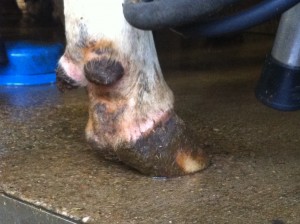 Upright position rear foot dairy cow characteristic