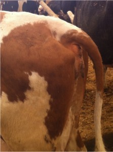 Rear view of Fleckvieh dairy cow pelvis