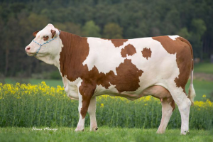 How cow comfort and milk production relate